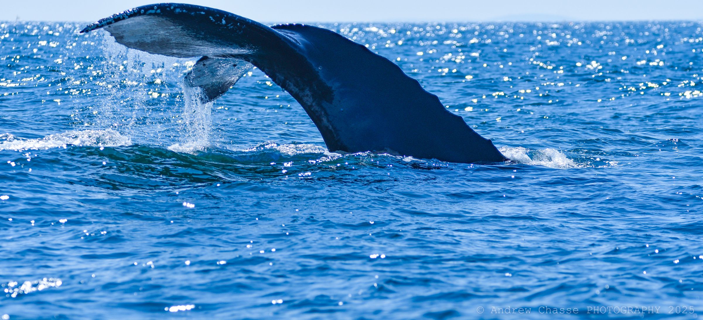 Whale's Tail