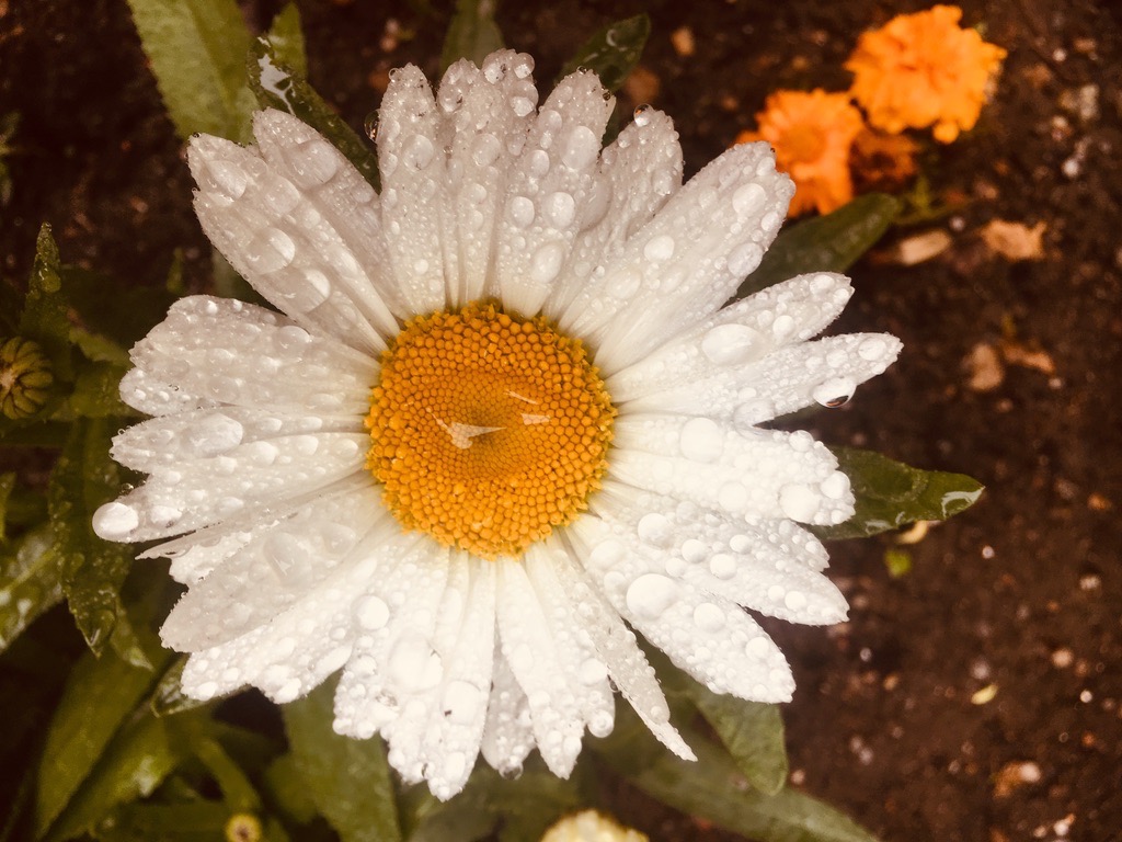 Rain drenched Flower, Close Up